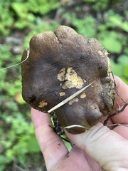 Cyanoboletus