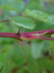 Rosa nutkana