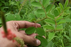 Indigofera hirsuta