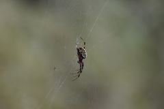 Neoscona