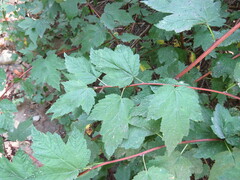 Physocarpus capitatus