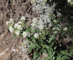 Lepidium montanum