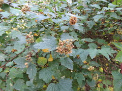 Physocarpus capitatus