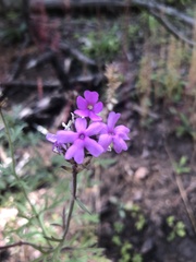 Verbena pulchella
