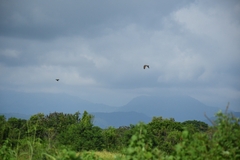 Rupornis magnirostris