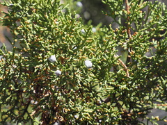 Juniperus osteosperma