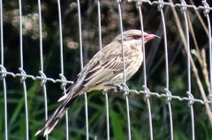Acanthagenys rufogularis