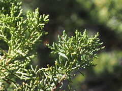 Juniperus osteosperma