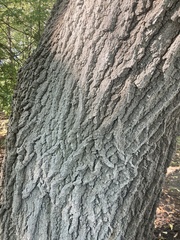 Quercus ellipsoidalis