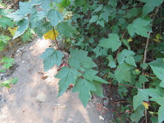 Physocarpus capitatus