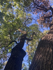 Quercus ellipsoidalis