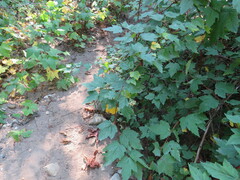 Physocarpus capitatus