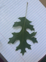 Quercus ellipsoidalis