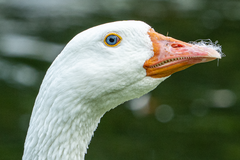 Anser anser domesticus