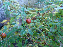 Rosa nutkana