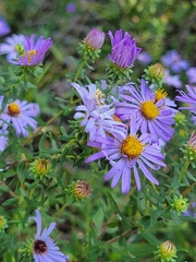 Symphyotrichum oblongifolium