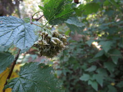 Physocarpus capitatus
