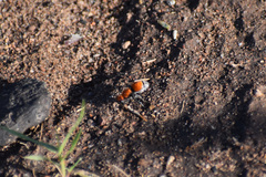 Pseudomethoca propinqua