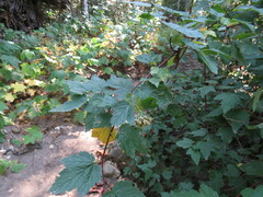 Physocarpus capitatus