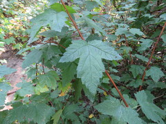 Physocarpus capitatus
