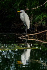 Ardea alba