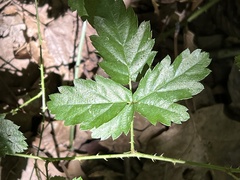 Rubus pensilvanicus