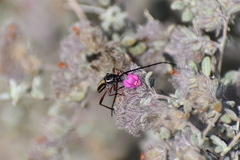 Sphaenothecus bilineatus