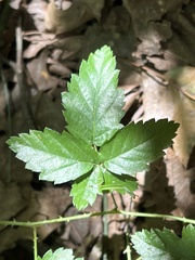 Rubus pensilvanicus