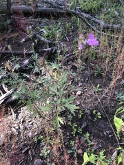 Verbena pulchella