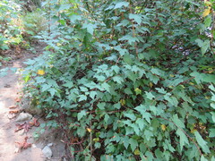 Physocarpus capitatus