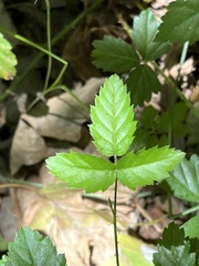 Rubus pensilvanicus