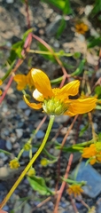 Helianthinae
