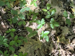 Rubus pensilvanicus