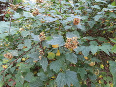 Physocarpus capitatus