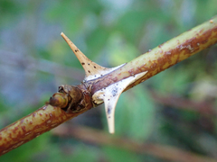 Rosa nutkana