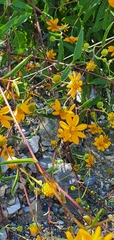 Helianthinae