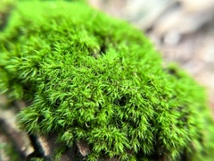 Dicranum flagellare