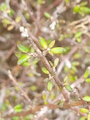 Coprosma obconica