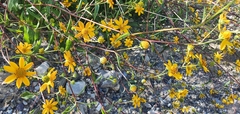 Helianthinae