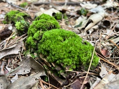 Dicranum flagellare