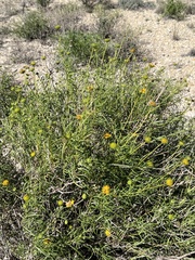 Sidneya tenuifolia