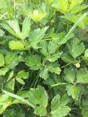 Ranunculus muricatus