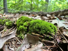 Dicranum flagellare