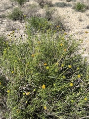 Sidneya tenuifolia
