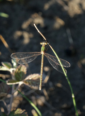 Lestes barbarus