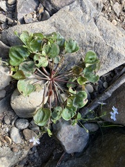 Claytonia sibirica