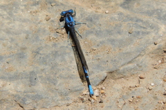 Argia vivida