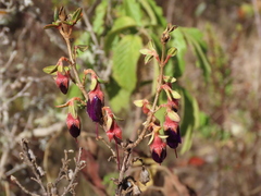 Brachyotum strigosum