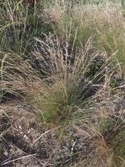 Aristida purpurea