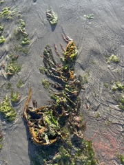 Undaria pinnatifida